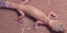 Sheldon after shed