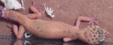 Sheldon after shed 2