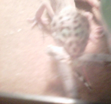 Sheldon juvie leopard gecko eating grasshopper