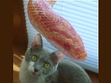 My two carnivores!