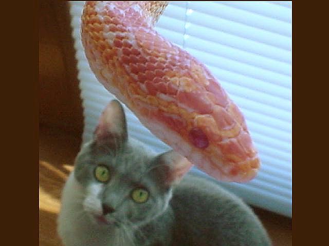 My two carnivores!