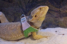 zz in his new vest
