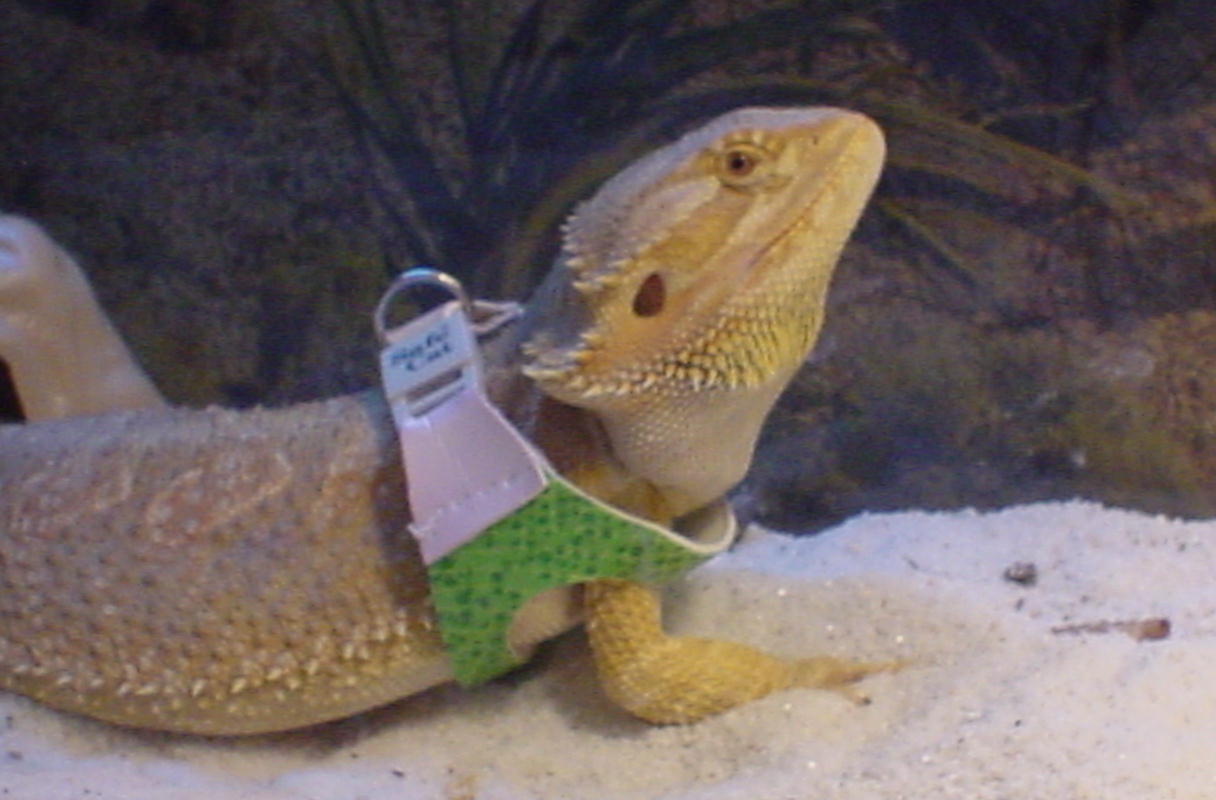 zz in his new vest