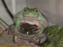 Lumpy-Happy