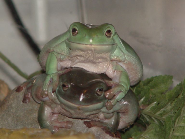 Lumpy-Happy