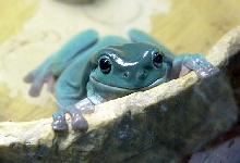 Lumpy swimming