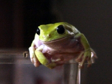 Pickles