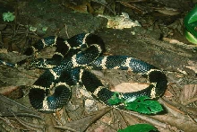 2001 male