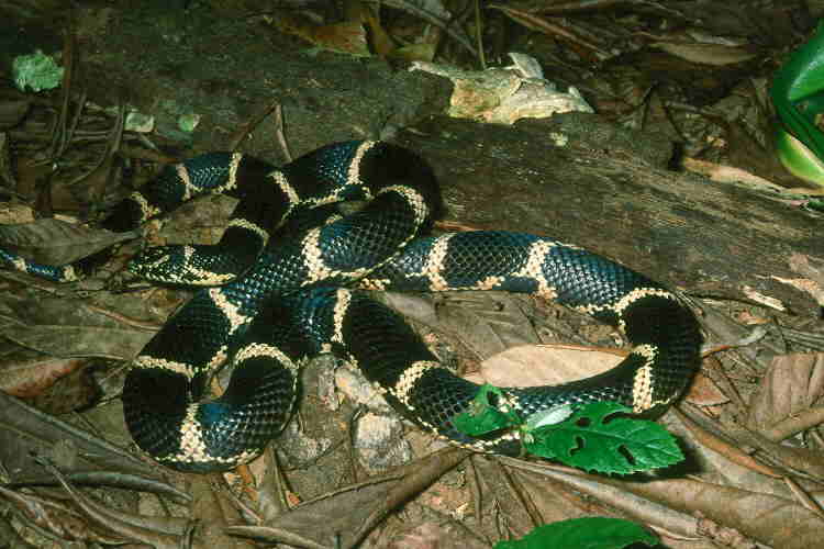 2001 male