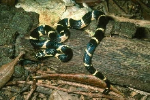 2003 male