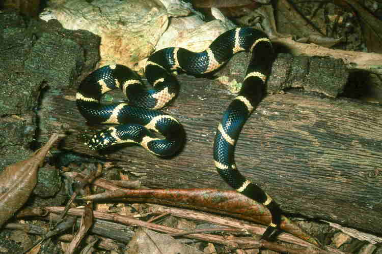 2003 male