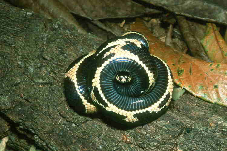 2003 male venter