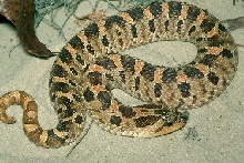 Southern Hognose