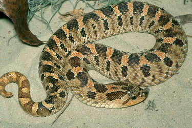 Southern Hognose