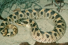 Southern Hognose