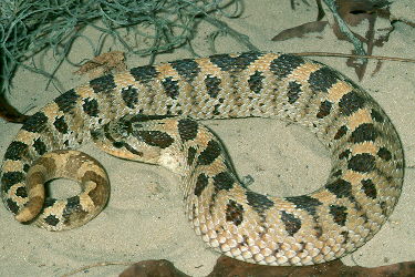 Southern Hognose