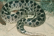 Southern Hognose