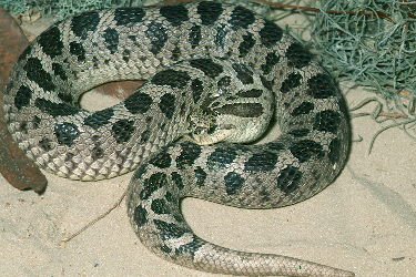Southern Hognose