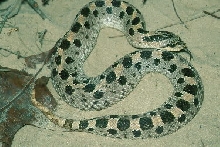 Southern Hognose