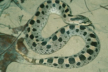 Southern Hognose
