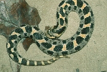 Southern Hognose