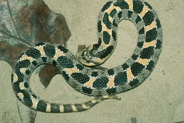 Southern Hognose