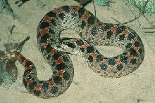 Southern Hognose