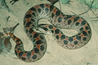 Southern Hognose
