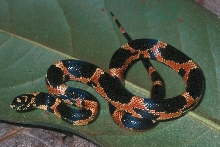 eastern king hatchling