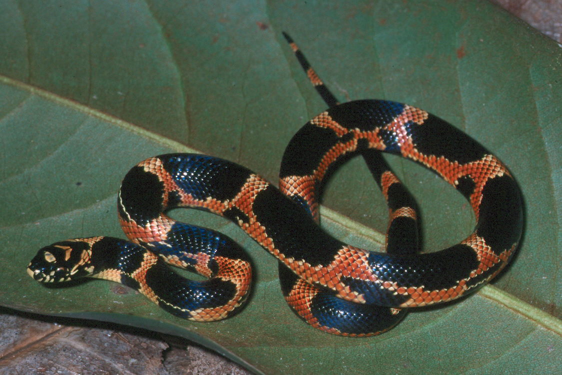 eastern king hatchling