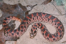 Red Heterodon simus