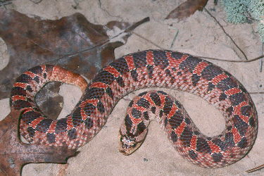 Red Heterodon simus