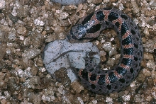 southern hognose hatching