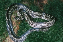 Mosaic eastern king