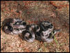 mosaic pair