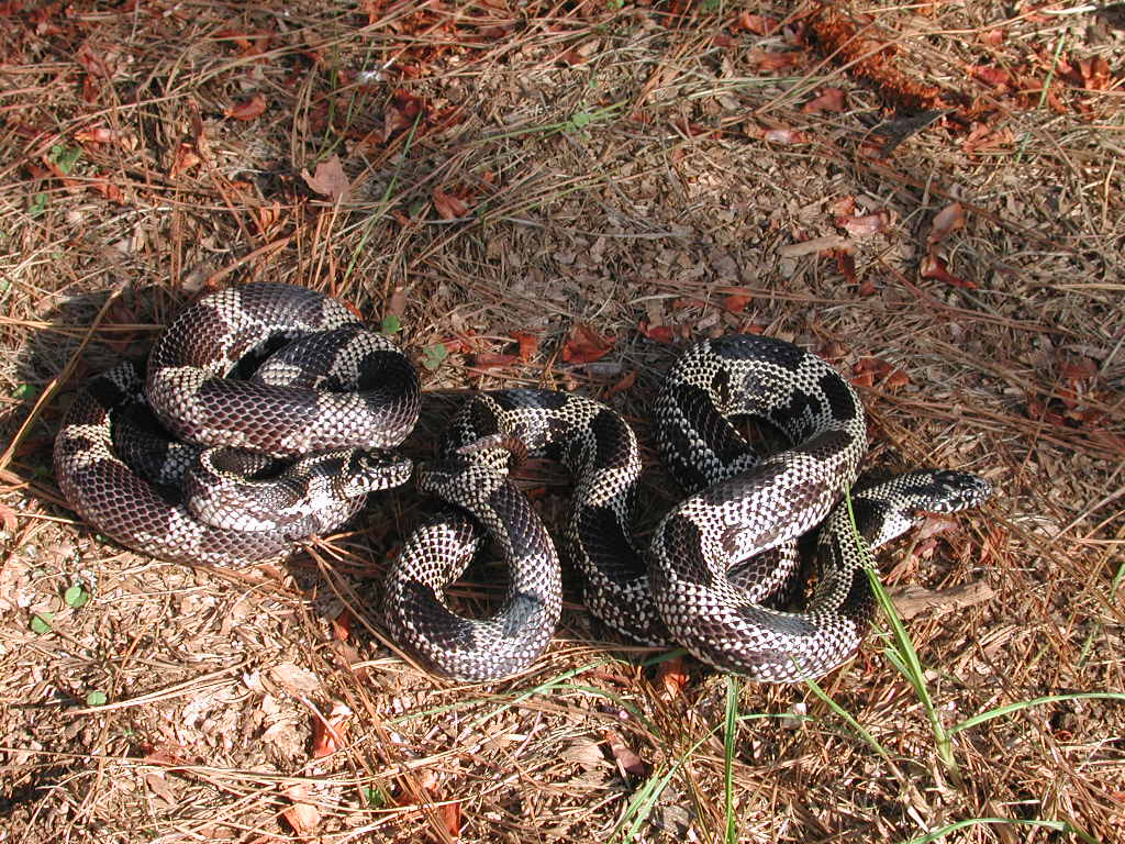 mosaic pair