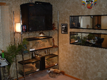 My reptile tanks
