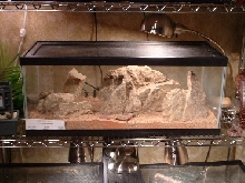 leopard gecko tank