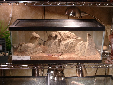 leopard gecko tank