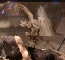 Flying Gecko
