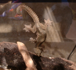 Flying Gecko