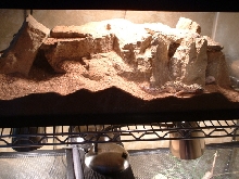 Leopard Gecko Tank