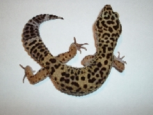 female leo