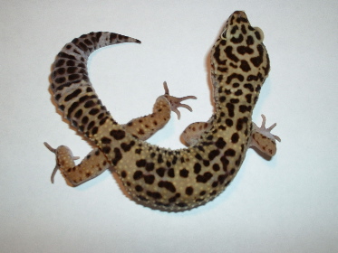 female leo
