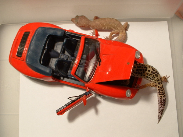 Leos and a Porsche
