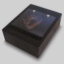 Juvenile Ball Python Enclosure