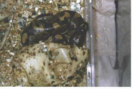Baby ballpython