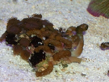 Saltwater - Austin Aquariums