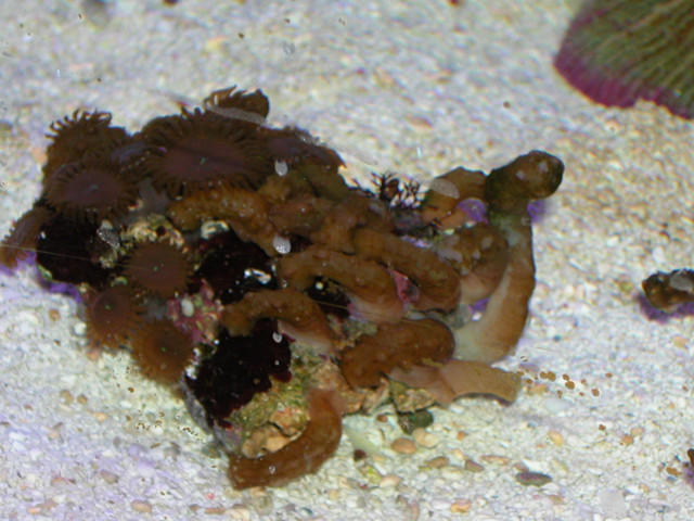 Saltwater - Austin Aquariums