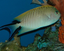 Saltwater Photos
